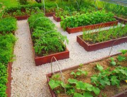 Огород от А до Я: руководство начинающим и опытным садоводам