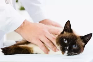 Хроническая почечная недостаточность у кошек: симптомы и лечение
