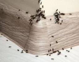 Что делать, если в доме появились муравьи?