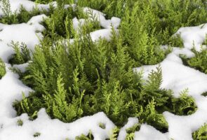 Зимний уход за хвойными деревьями: советы и рекомендации