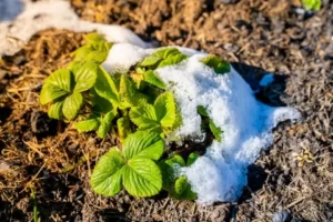 Спасение растений от заморозков: эффективные способы и советы