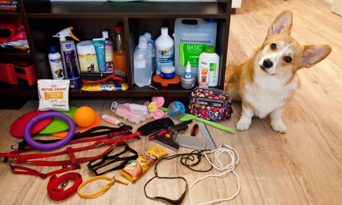 Сила зоомагазинов преимущества покупки кормов и других товаров для кошек