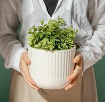 Правила выбора кашпо в интернет магазине