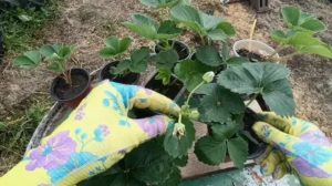 Почему стоит заказать рассаду клубники: главные преимущества для садовода