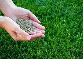 Семена газона: что учесть перед покупкой, чтобы не переделывать